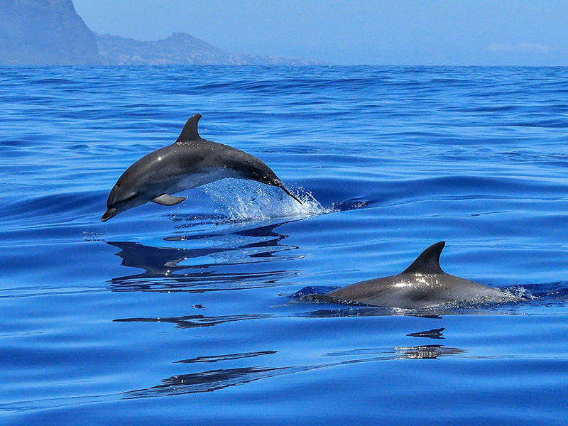 Die Guten Delfine – Rettet die Adriadelfine
